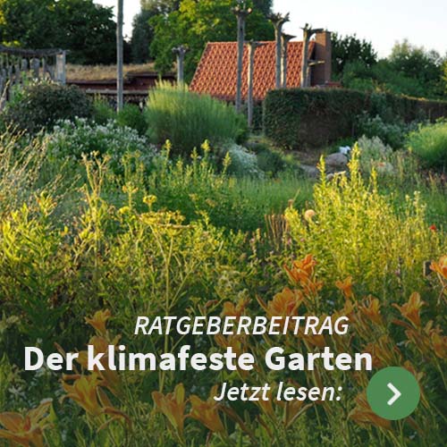 Der_klimafeste_Garten